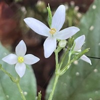 Championia reticulata Gardner